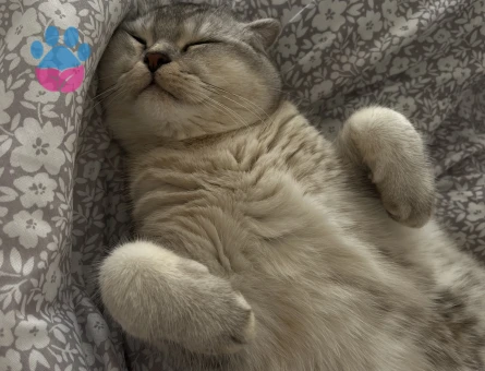 Scottish fold kedim kızgınlııkta