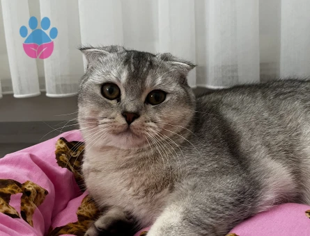 Scottish fold kedim kızgınlııkta