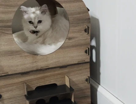 British Longhair Prenses Eş Arıyor - 118981682