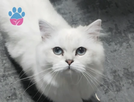 British Longhair Prenses Eş Arıyor