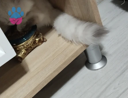 British Longhair Prenses Eş Arıyor