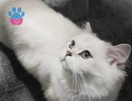 British Longhair Prenses Eş Arıyor