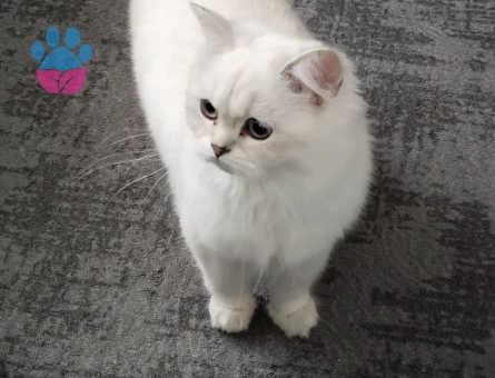 British Longhair Prenses Eş Arıyor