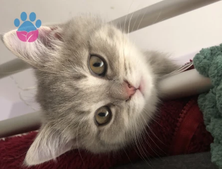 Mia Balımıza Güzel Bir Eş Arıyoruz