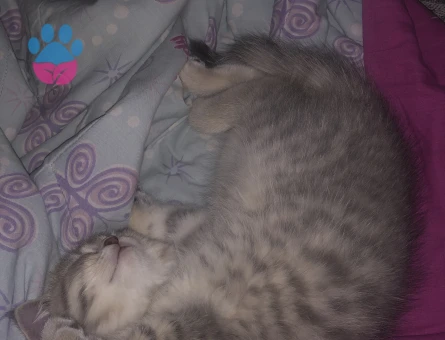 Mia Balımıza Güzel Bir Eş Arıyoruz