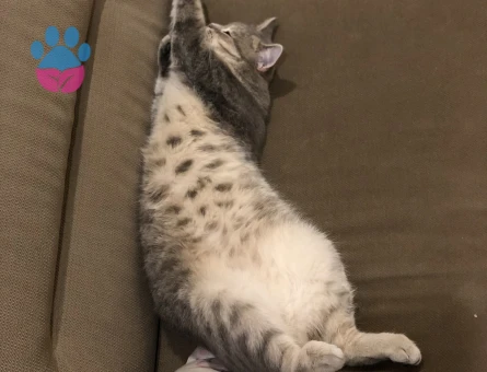 Mia Balımıza Güzel Bir Eş Arıyoruz