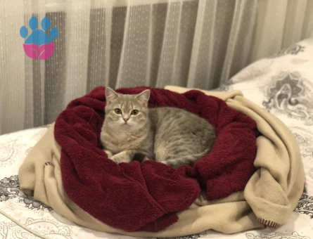 Mia Balımıza Güzel Bir Eş Arıyoruz