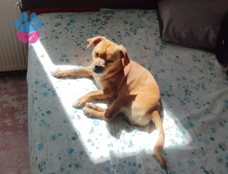 2 yaşındaki oğluma gelin adayı arıyorum