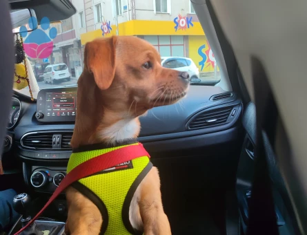 2 yaşındaki oğluma gelin adayı arıyorum