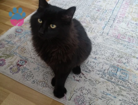 Tiffany(Chantilly) Zeytin Eş Arıyor