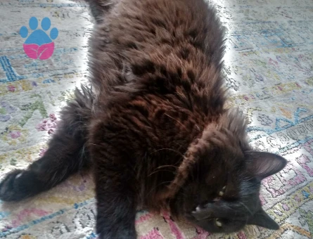 Tiffany(Chantilly) Zeytin Eş Arıyor