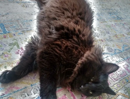 Tiffany(Chantilly) Zeytin Eş Arıyor - 118981690