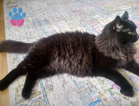 Tiffany(Chantilly) Zeytin Eş Arıyor