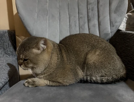 British Shorthair 2 Yaşında Kedim Eş Arıyor - 118981689