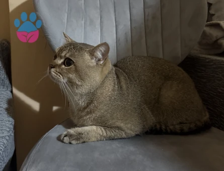 British Shorthair 2 Yaşında Kedim Eş Arıyor