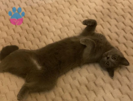 Scottish fold Dişi Kedime Eş Arıyorum