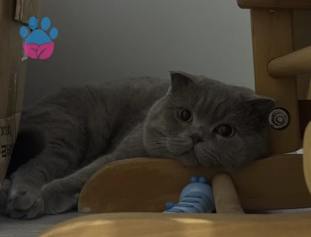 Scottish Fold Lilac Kedim Eş Arıyor