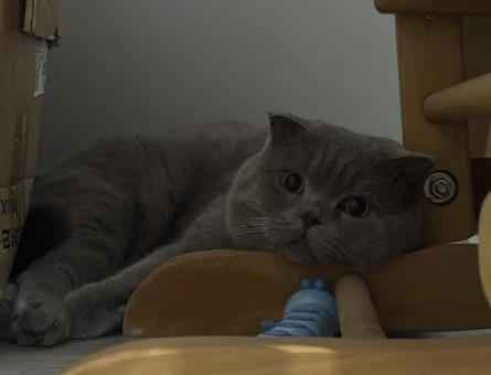 Scottish Fold Lilac Kedim Eş Arıyor - 118981691