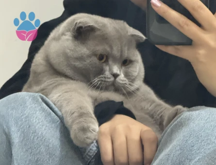 Scottish Fold Lilac Kedim Eş Arıyor