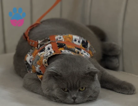 Scottish Fold Lilac Kedim Eş Arıyor