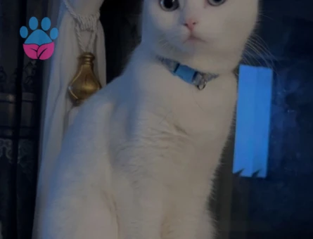 Van Kedisi 1 Yaşında Eş Arıyor