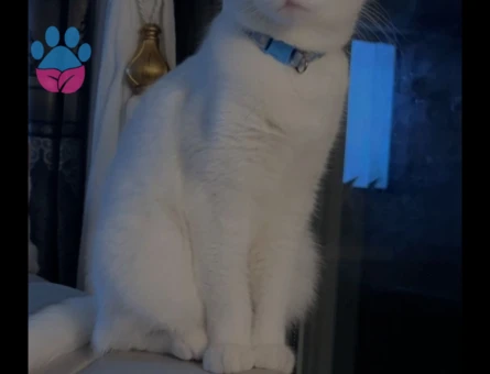 Van Kedisi 1 Yaşında Eş Arıyor