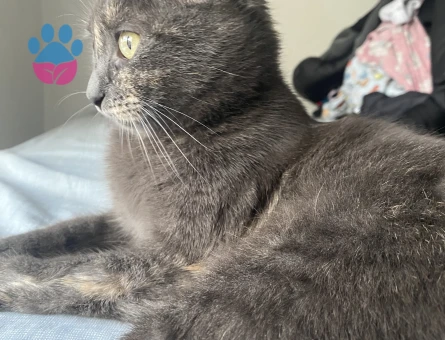 Manx Kedime Eş Arıyorum 1 Yaşında