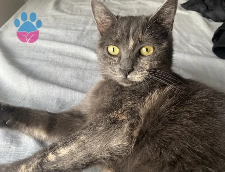 Manx Kedime Eş Arıyorum 1 Yaşında