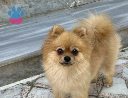 Poomeranian Boo Kızıma Eş Arıyorum