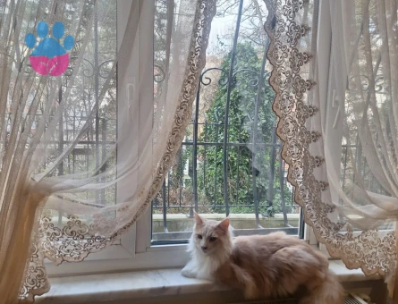 Maine Coon Simbaya Eş Arıyorum