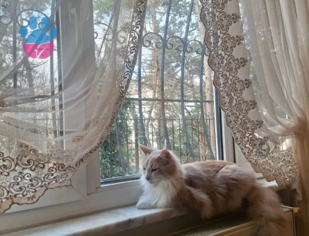 Maine Coon Simbaya Eş Arıyorum