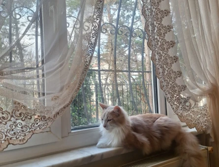 Maine Coon Simbaya Eş Arıyorum - 118981696