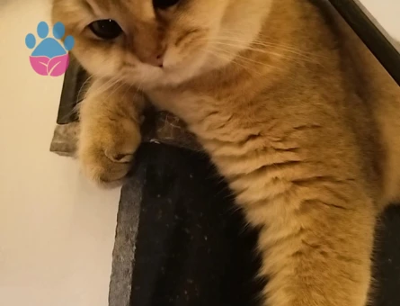 British shorthair n11 golden cins dişi kedimize eş arıyoruz