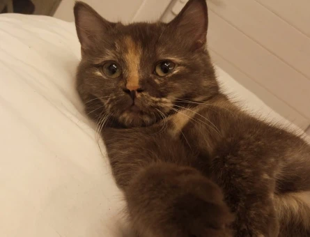 British Shorthair Erkek Kedime Eş Arıyorum - 118974858