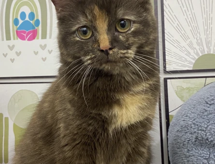 British Shorthair Erkek Kedime Eş Arıyorum