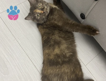 British Shorthair Erkek Kedime Eş Arıyorum