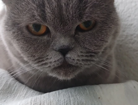 British Shorthair Kızgınlıkta 1 Yaşında - 118974859