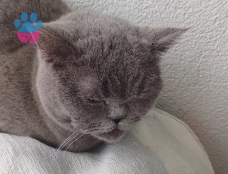 British Shorthair Kızgınlıkta 1 Yaşında