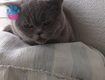 British Shorthair Kızgınlıkta 1 Yaşında