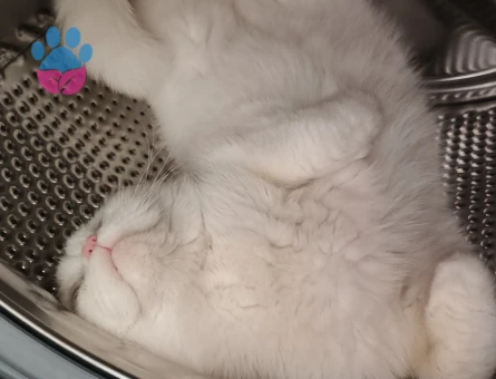 British Shorthair Paşama Eş Arıyorum