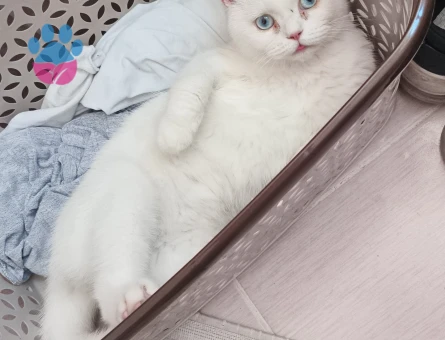British Shorthair Paşama Eş Arıyorum