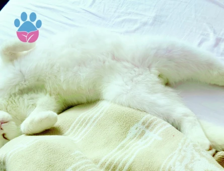British Shorthair Paşama Eş Arıyorum