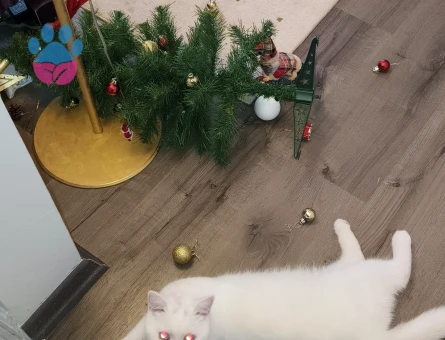 British Shorthair Paşama Eş Arıyorum