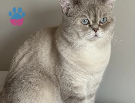 British shorthair blue point oğluma eş arıyorum