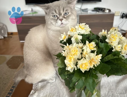 British shorthair blue point oğluma eş arıyorum