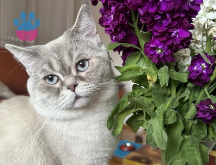 British shorthair blue point oğluma eş arıyorum