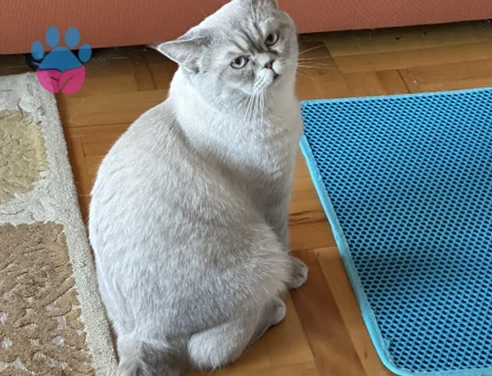 British shorthair blue point oğluma eş arıyorum