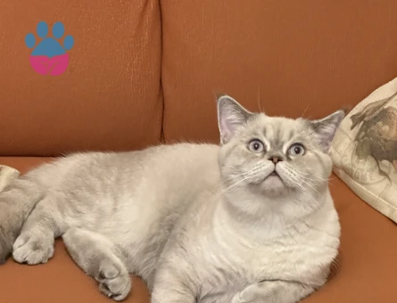 British shorthair blue point oğluma eş arıyorum