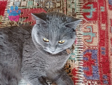 British Shorthair 1 Yaşında Kızgınlıkta