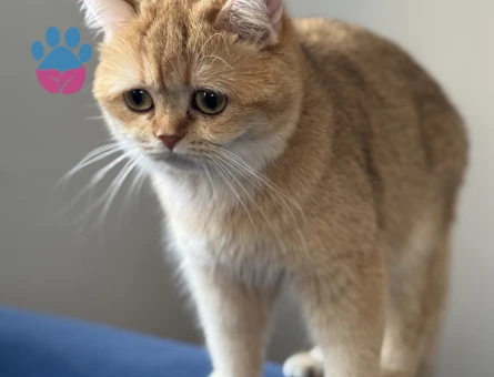 British Shorthair Kızıma eş arıyorum